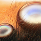 Illustration for article titled Seeing the Scary Wondrous World in These Micro Photos Will Give You Beautiful Nightmares